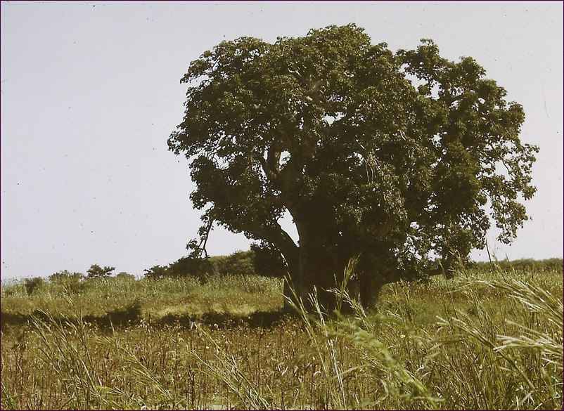 Baobab pendant l'hivernage, sur la route de Thiès