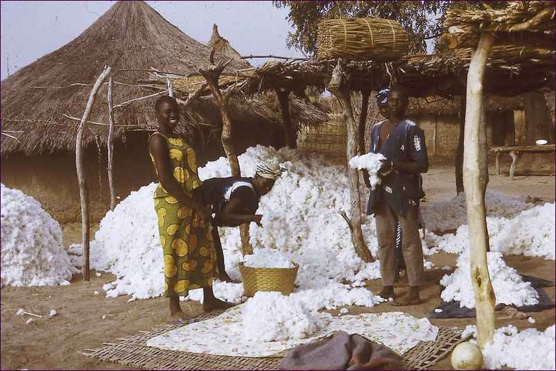 Récolte de coton