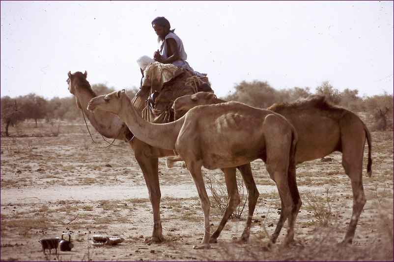 Chameaux et Maure