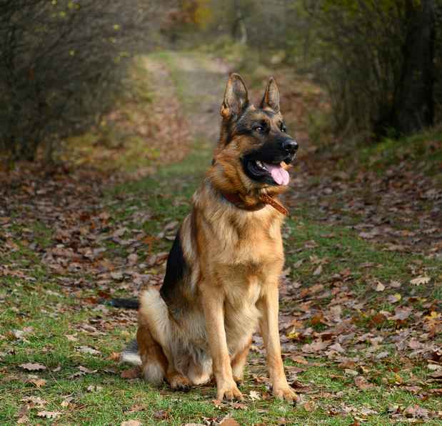 Berger allemand