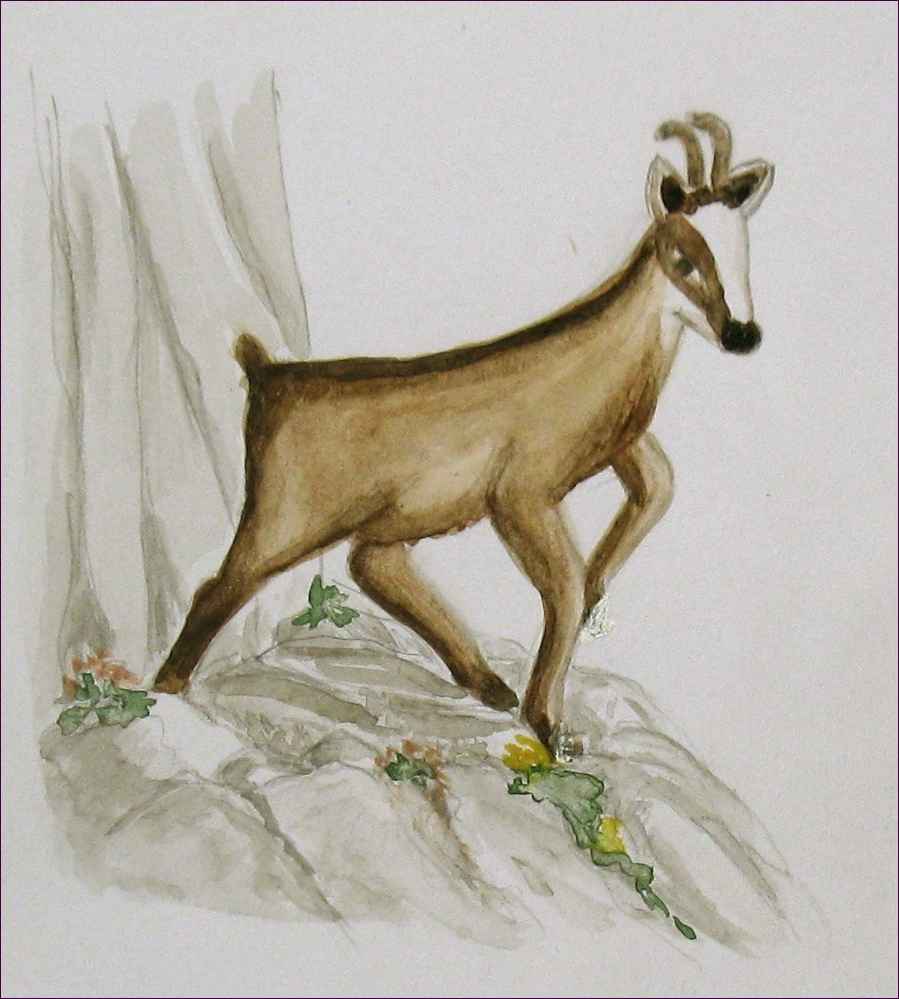 chamois