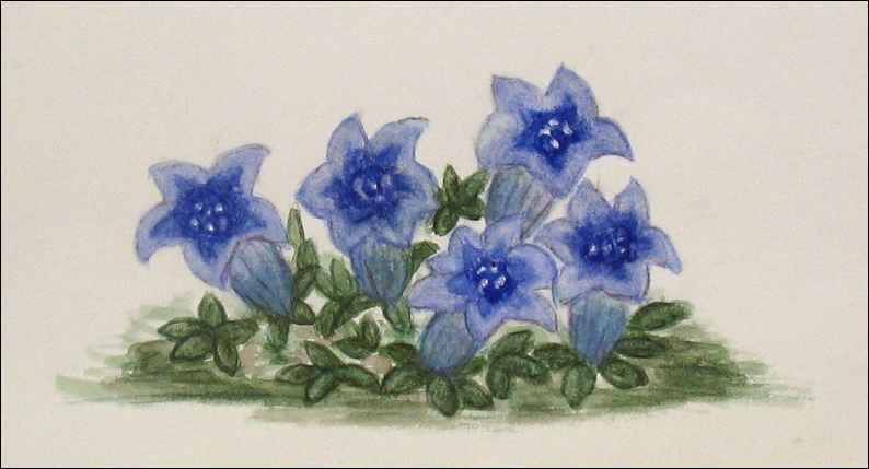 gentianes bleues