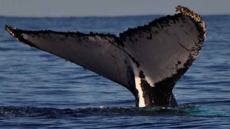 On voit la queue de la baleine