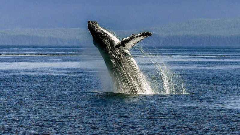 La baleine saute hors de l'eau