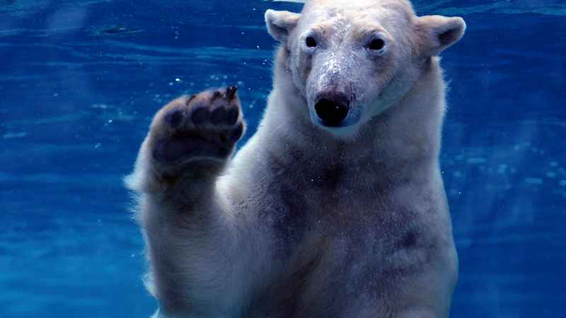 L'ours polaire sur un morceau de glace à la dérive