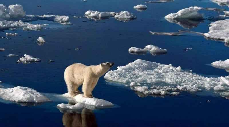 L'ours polaire fait un signe de la patte