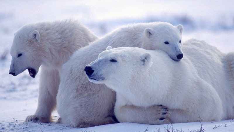 3 Ours polaires