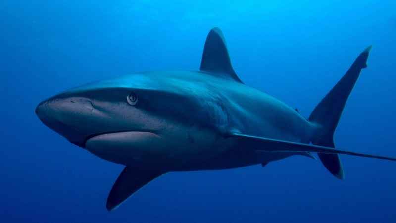 Requin