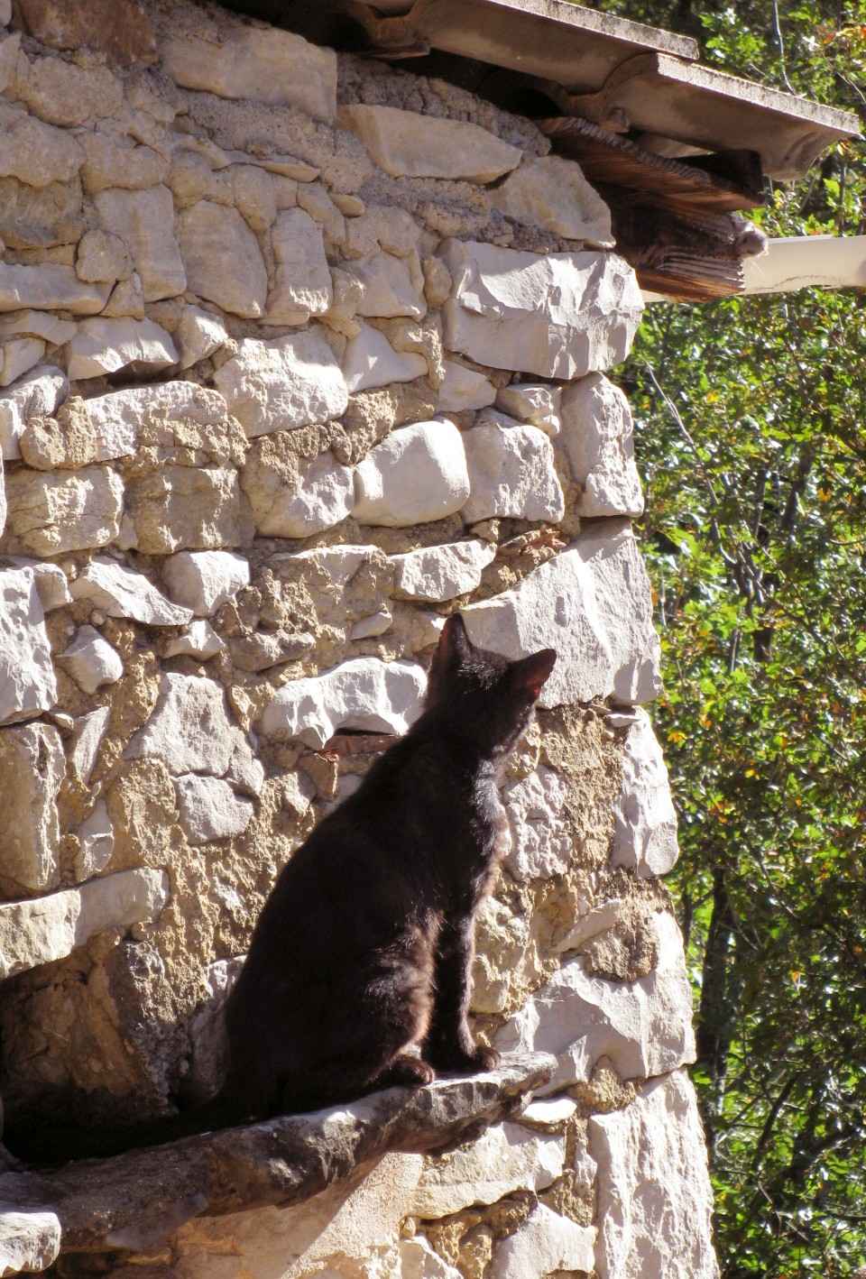 Le chat regarde le loir, photo Jacques Bouchut