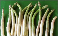 asperges