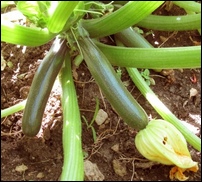 courgettes