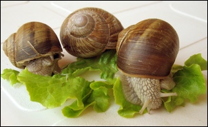 escargots