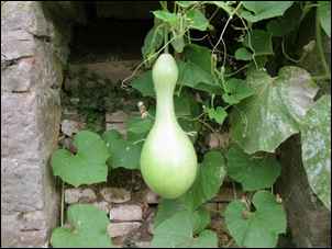 gourde