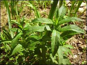 menthe