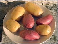 pomme de terre