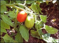 tomates