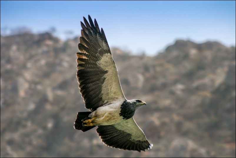 Aigle pêcheur