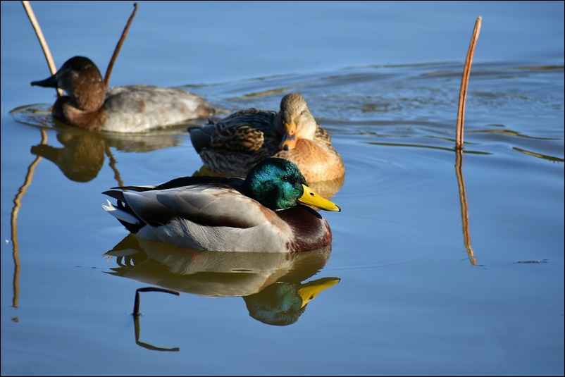 Canards col vert sur l'eau