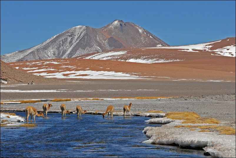 Des lamas boivent dans la rivière