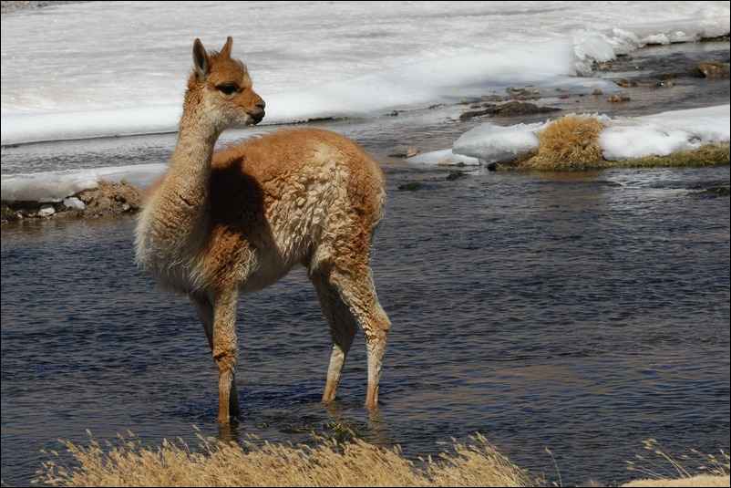 Un lama