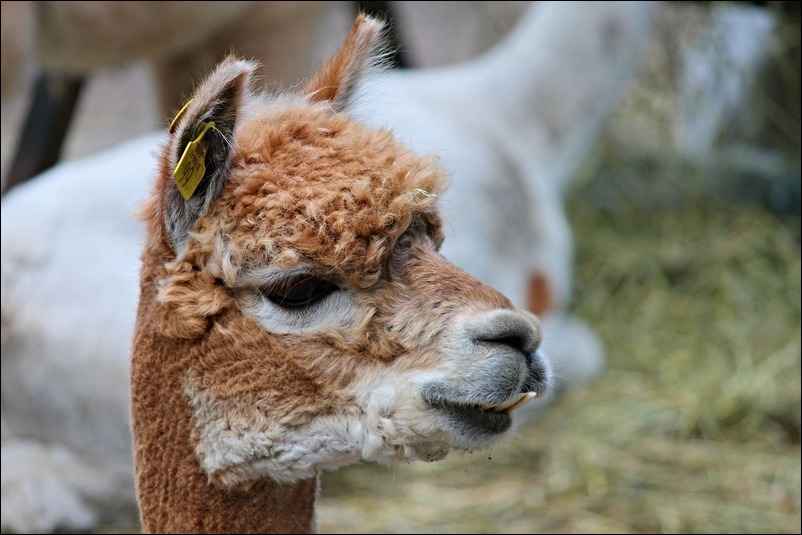 Tête de lama