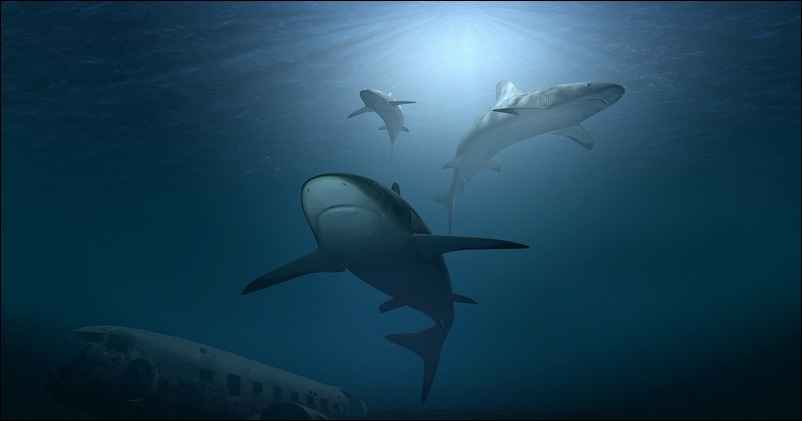 Requins