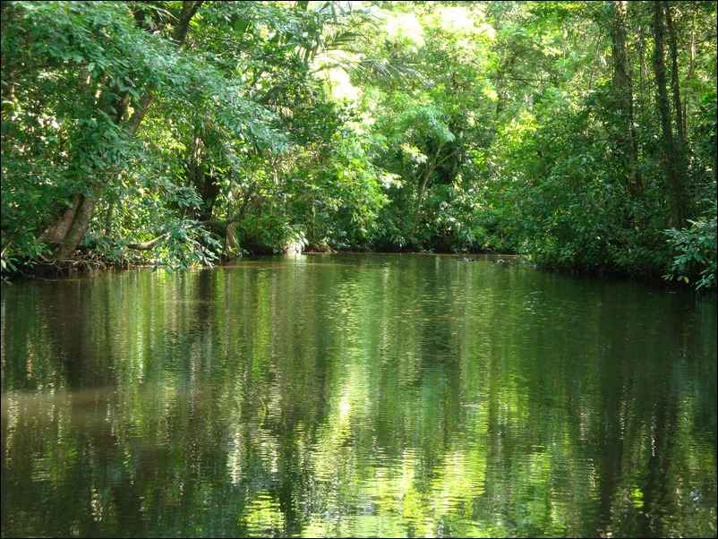 Rivière en Amazonie