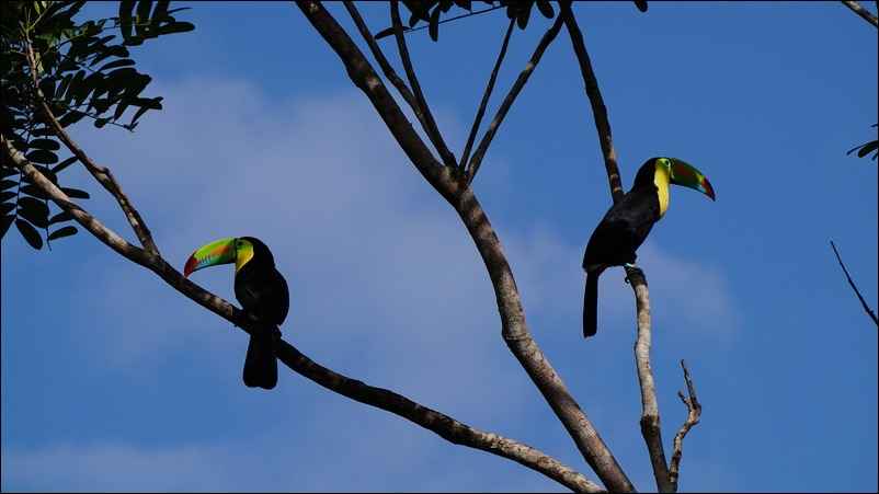 2 toucans dans les arbres