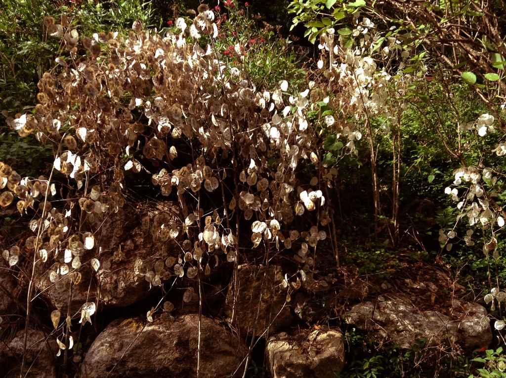 La forêt de cristal