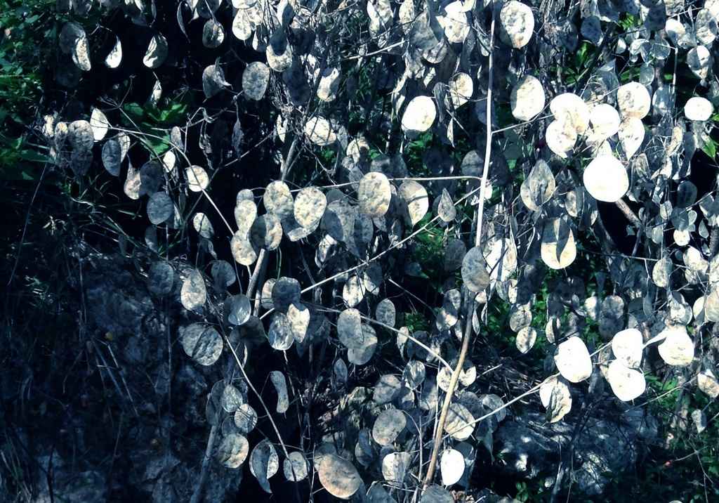 Les Croches de la forêt de cristal