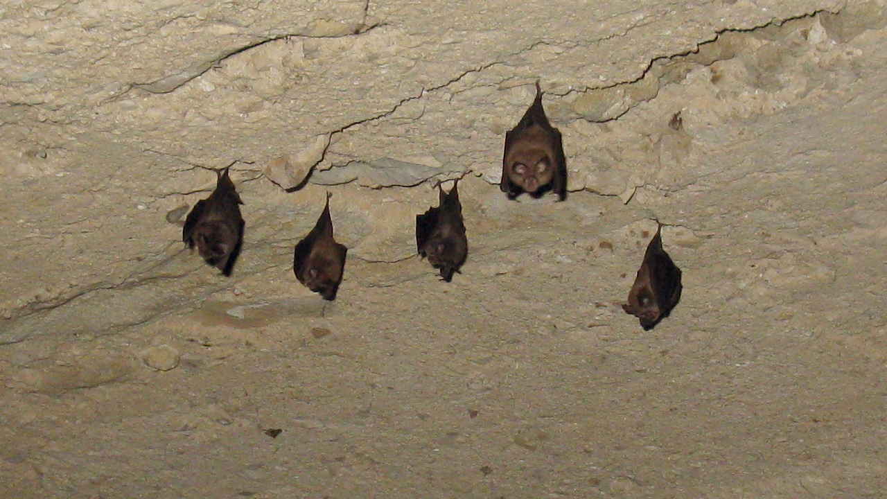 Chauve-souris
