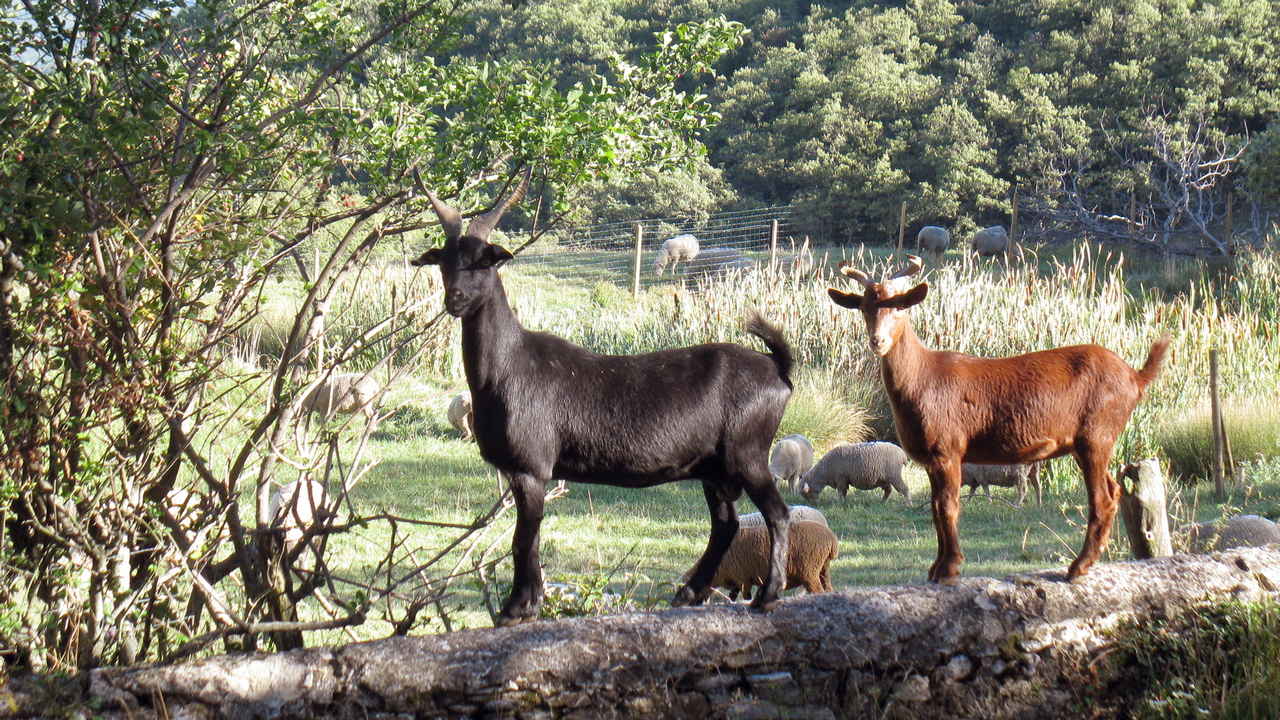 Deux chèvres sur le mur