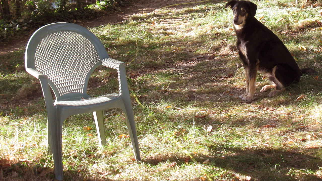 Le chien dans le jardin et le faureuil vide