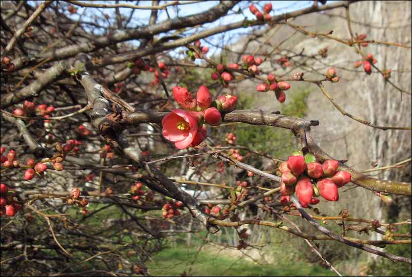 Cognassier du Japon en fleurs