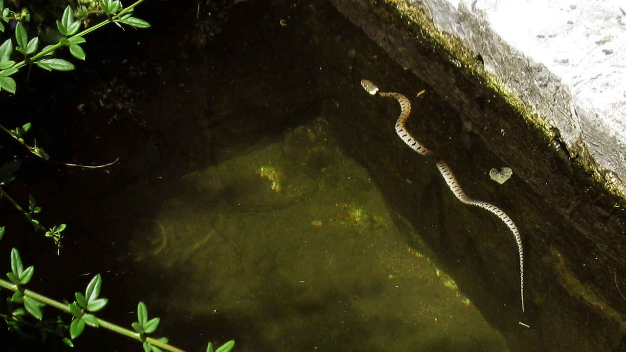 Couleuvre à collier dans le bassin