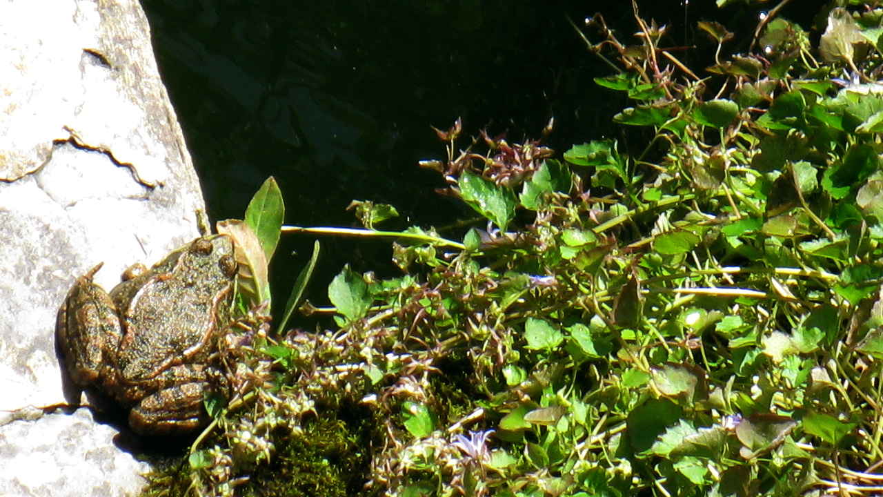 Genouille verte