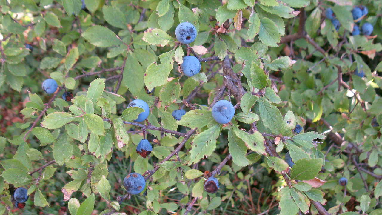 Prunelles sur le prunelier