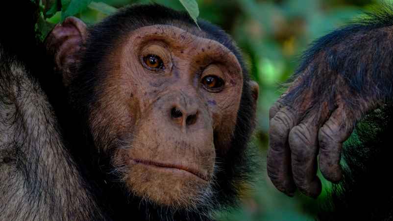 Visage de singe
