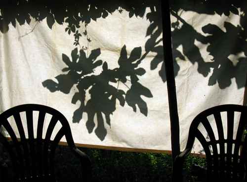 Feuilles de figuier en ombre chinoise, photo Jacques Bouchut