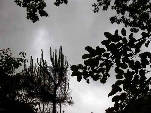 Arbres en contre-jour, photo Jacques Bouchut