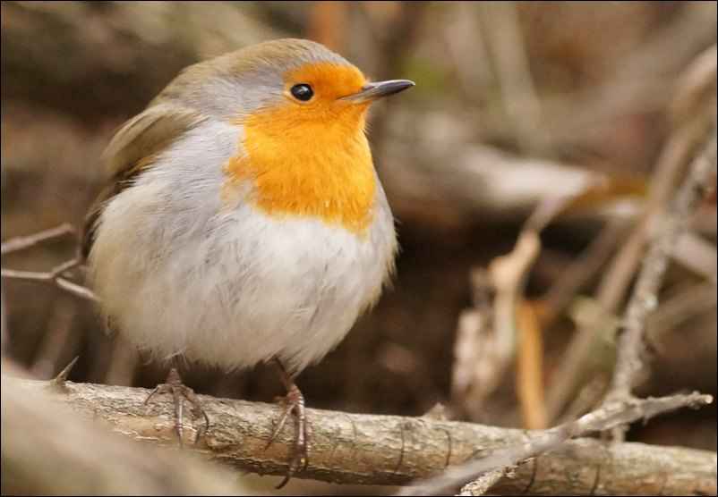 Rouge-gorge - Photo by Nick Shvelidze