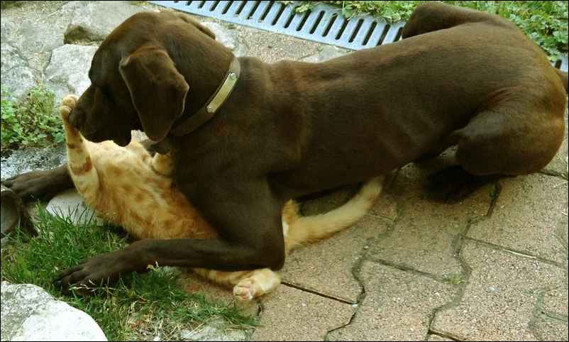 Le chat joue avbec le chien, photo Jacques Bouchut