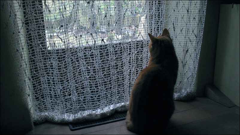 Le chat à la fenêtre, photo Jacques Bouchut