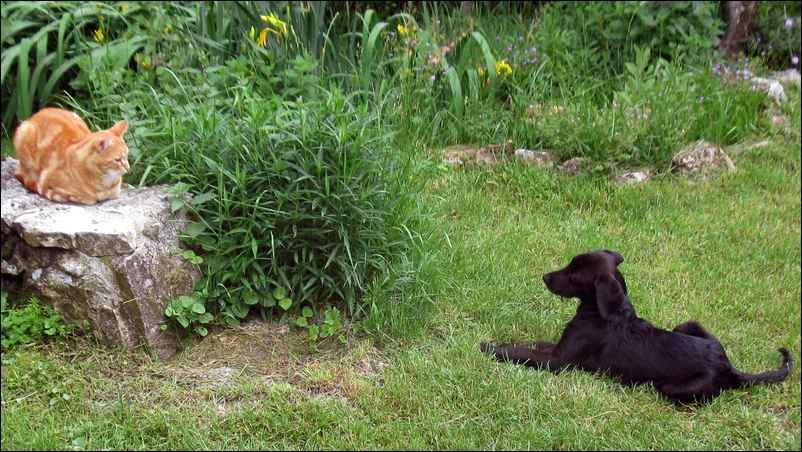 Le chat et le petit chien, photo Jacques Bouchut