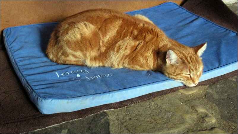 Le chat sur le tapis du chien, photo Jacques Bouchut