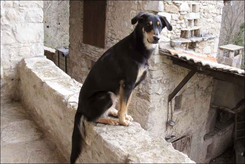 Jeune chien sur le balcon, photo Jacques Bouchut
