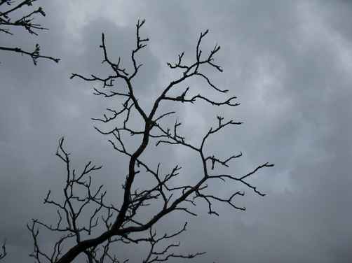Sumac sur fond de nuages, photo Jacques Bouchut
