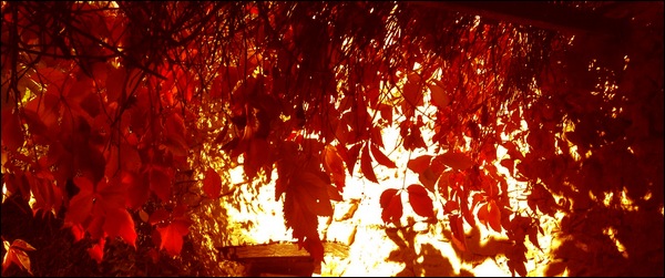 Vigne vierge en feu, photo Jacques Bouchut