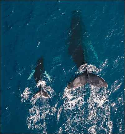 Une baleine et son baleineau à Hawaï