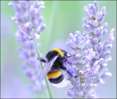 Un bourdon sur une fleur de lavande